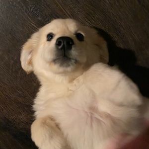 Meet your Posher, Averi